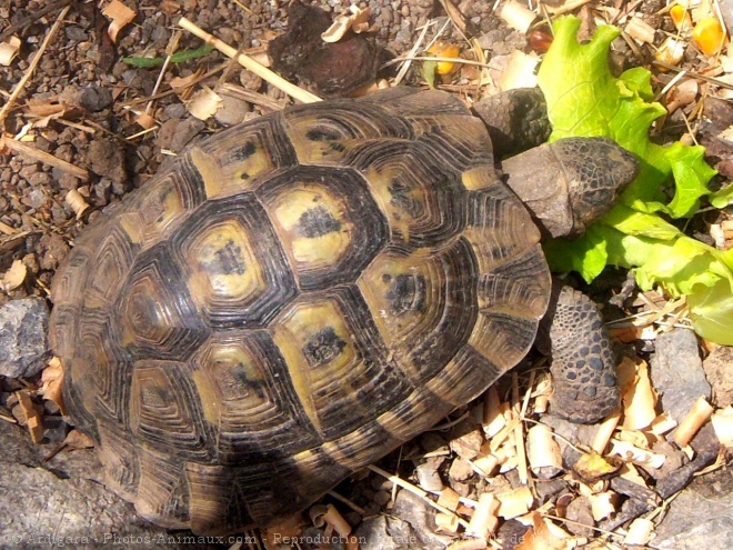 Photo de Tortue