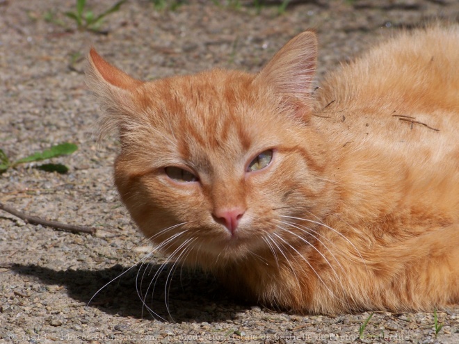 Photo de Chat domestique