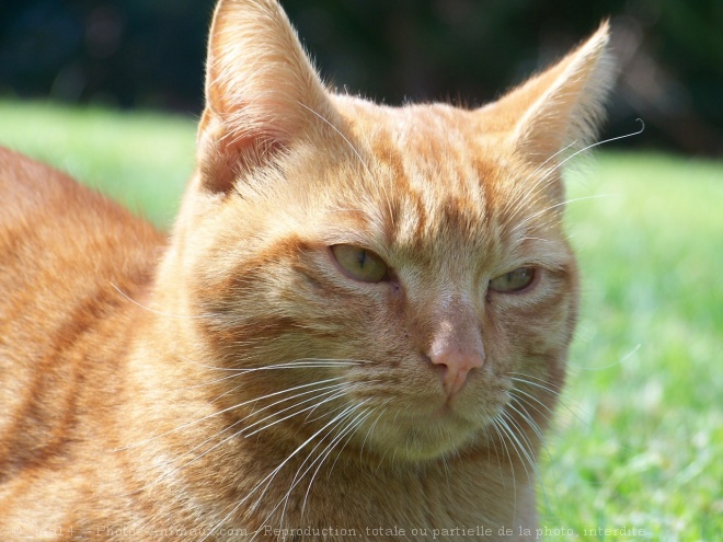 Photo de Chat domestique