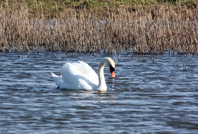 Photo de Cygne