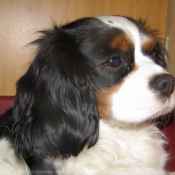 Photo de Cavalier king charles spaniel