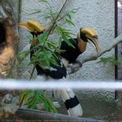 Photo de Toucan