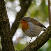 Photo de Rouge gorge