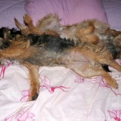 Photo de Border terrier