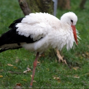 Photo de Cigogne