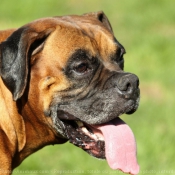 Photo de Boxer