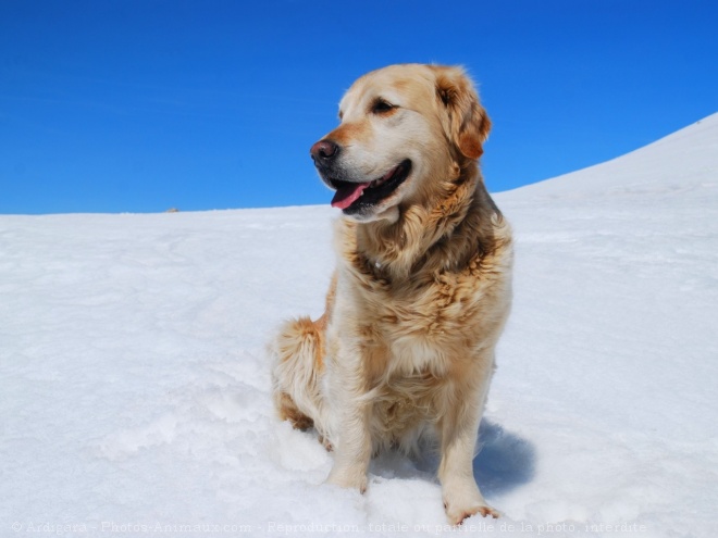 Photo de Golden retriever