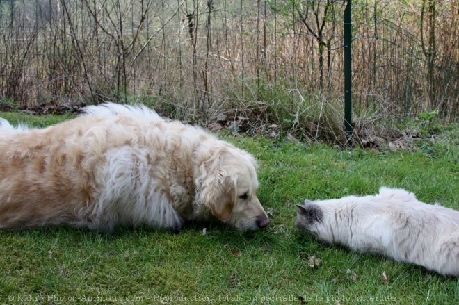 Photo de Golden retriever