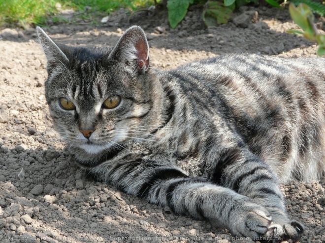 Photo de Chat domestique