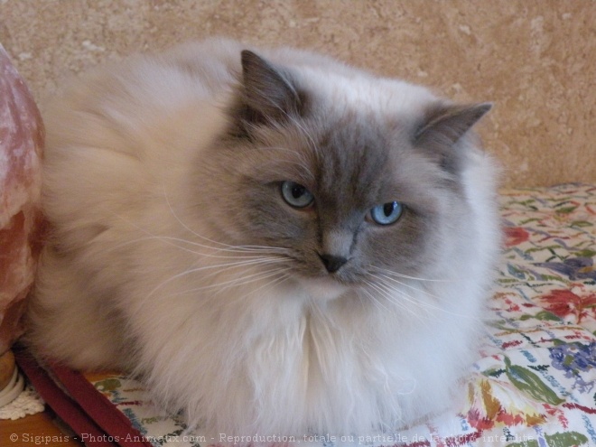 Photo de Ragdoll