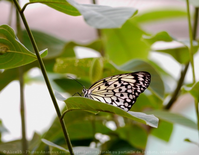 Photo de Papillon