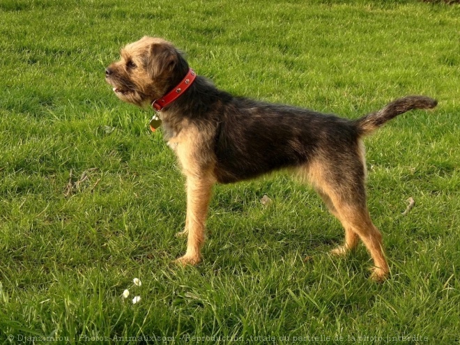 Photo de Border terrier