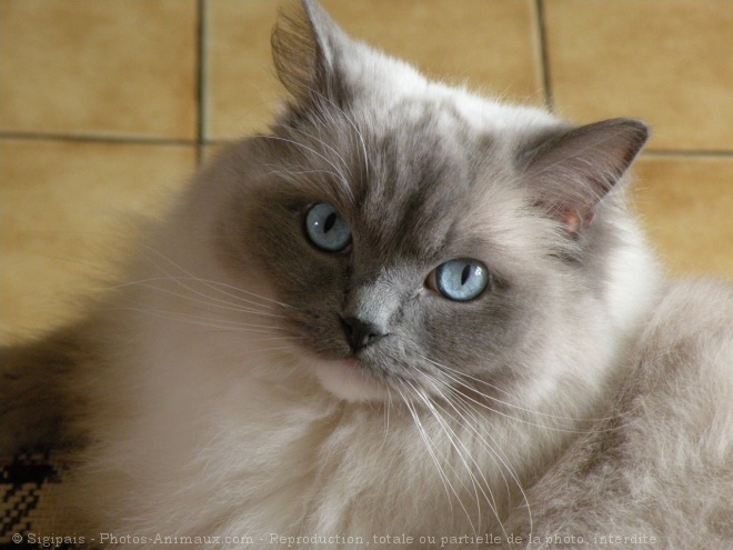 Photo de Ragdoll