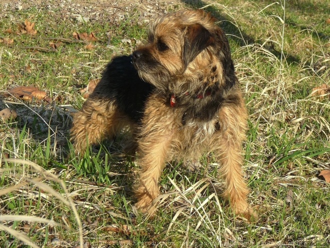 Photo de Border terrier