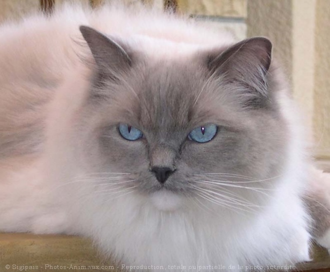 Photo de Ragdoll