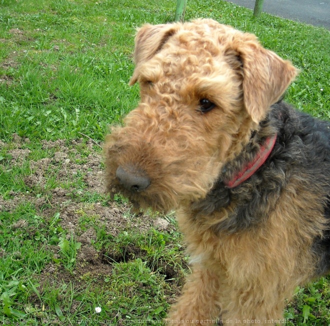 Photo d'Airedale terrier