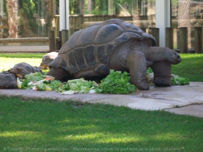 Photo de Tortue