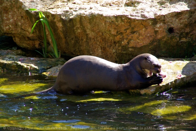 Photo de Loutre