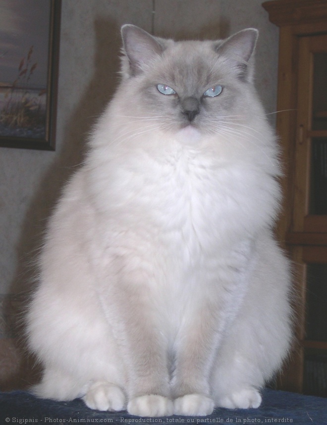 Photo de Ragdoll