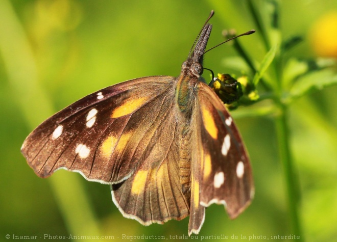 Photo de Papillon