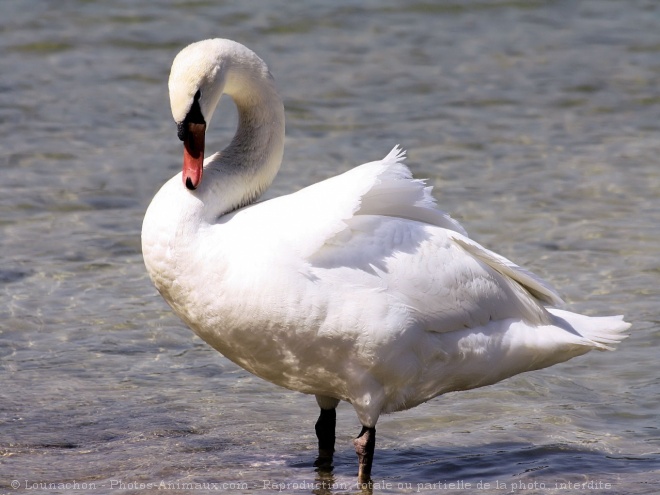 Photo de Cygne