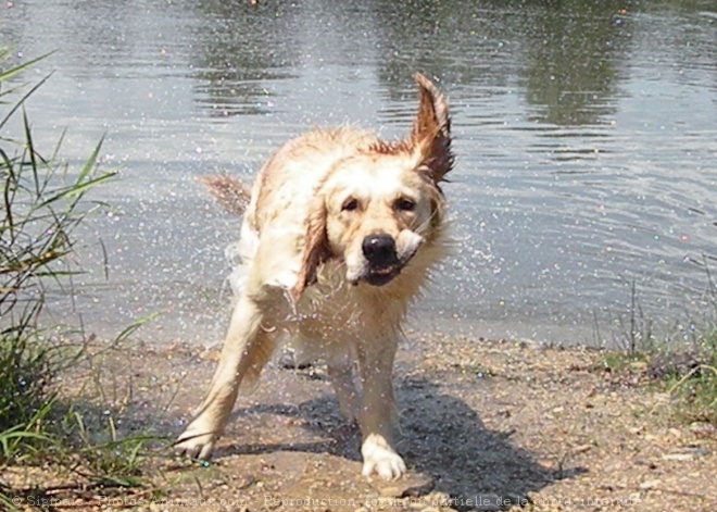 Photo de Golden retriever