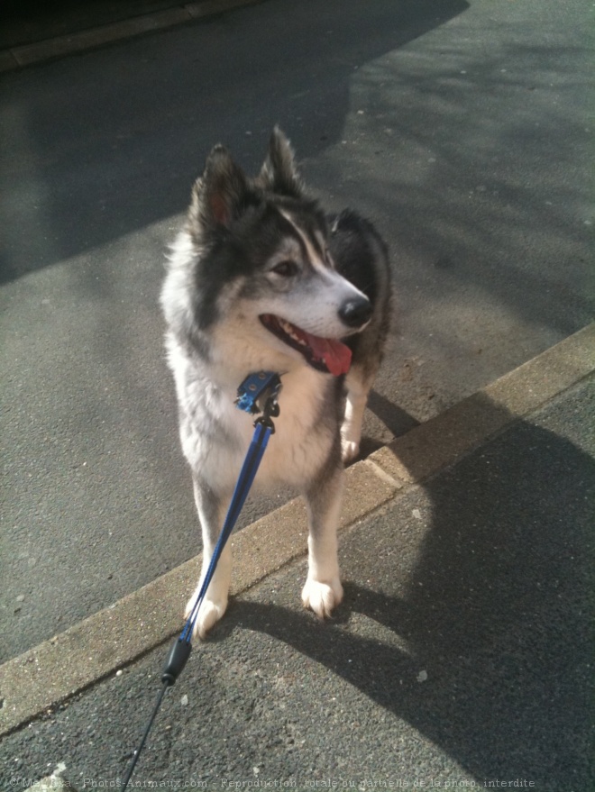 Photo de Malamute de l'alaska