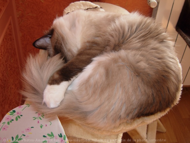 Photo de Ragdoll