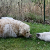 Photo de Golden retriever