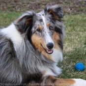 Photo de Chien de berger des shetland