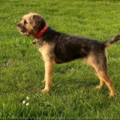 Photo de Border terrier