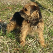 Photo de Border terrier