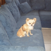 Photo de Chihuahua  poil long