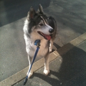 Photo de Malamute de l'alaska