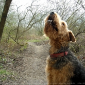 Photo d'Airedale terrier