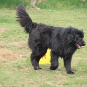 Photo de Chien de terre-neuve