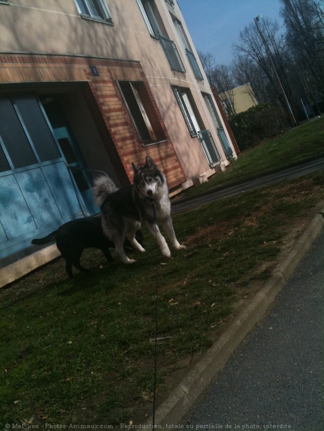 Photo de Malamute de l'alaska