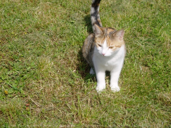 Photo de Chat domestique