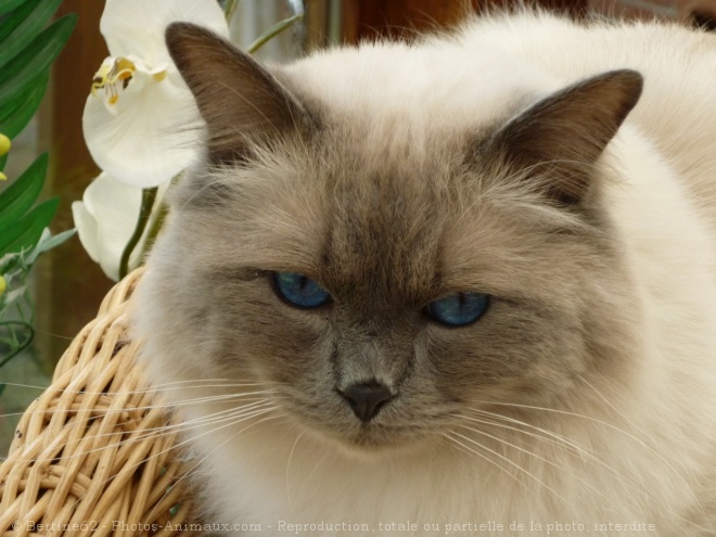 Photo de Ragdoll