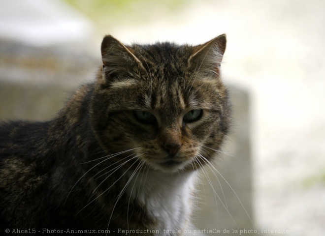 Photo de Chat domestique