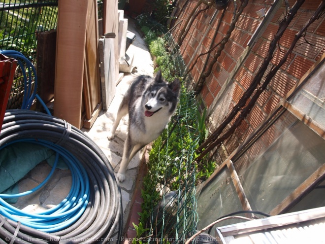 Photo de Malamute de l'alaska