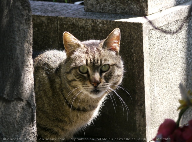 Photo de Chat domestique