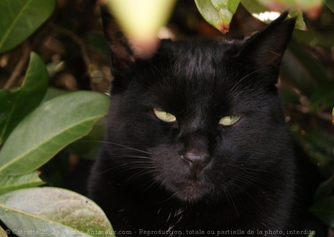 Photo de Chat domestique