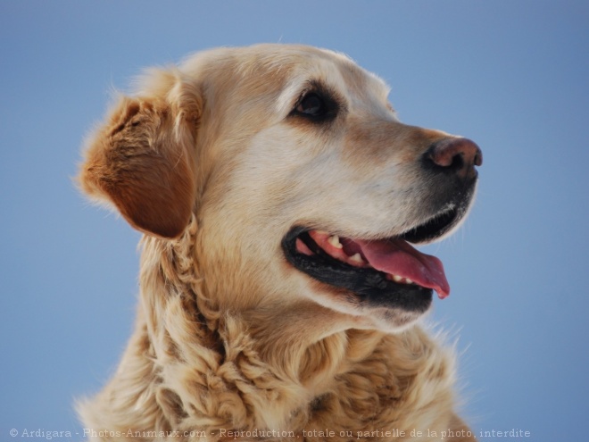 Photo de Golden retriever