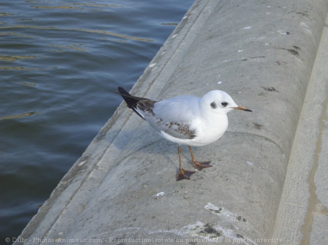 Photo de Mouette