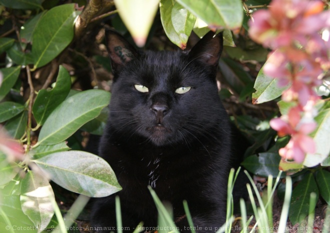 Photo de Chat domestique