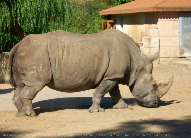 Photo de Rhinocros