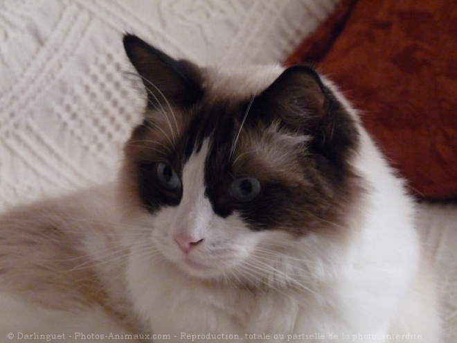 Photo de Ragdoll