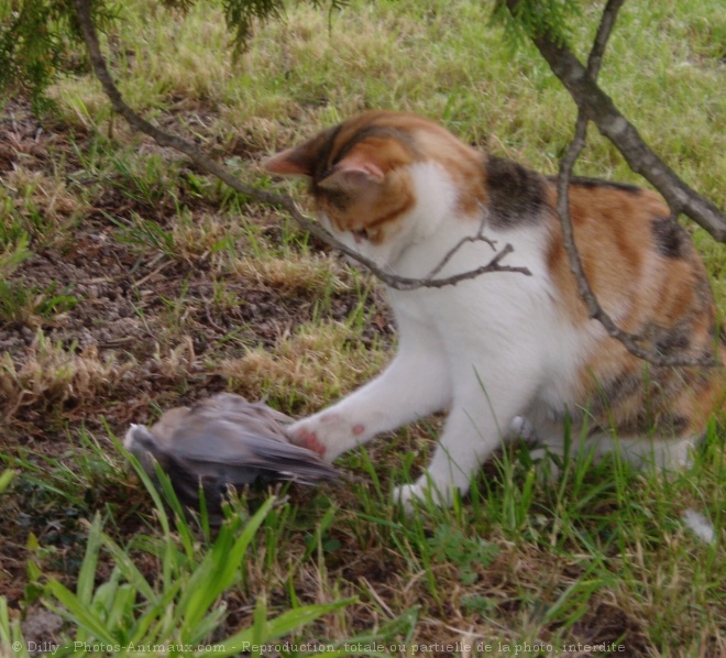 Photo de Chat domestique