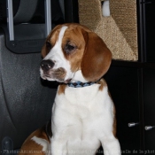 Photo de Beagle